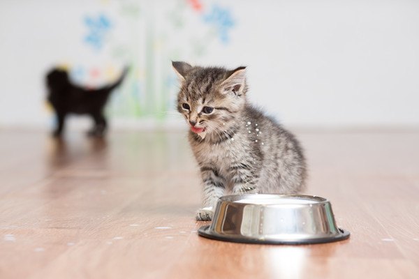 子猫とミルク