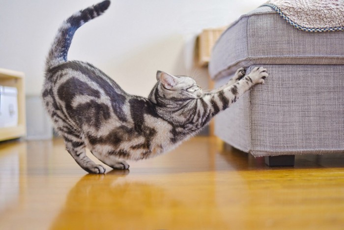 伸びながら爪を研ぐ猫