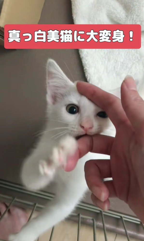 じゃれる子猫