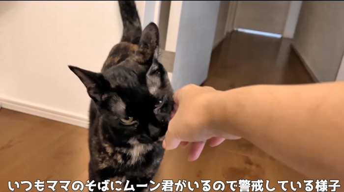 撫でられる猫