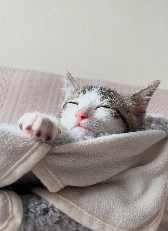 くつろぐ猫