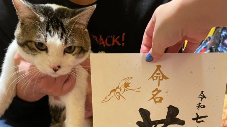 室内にいる猫