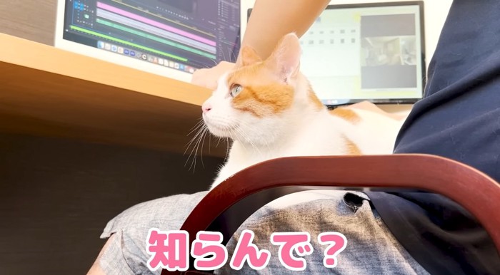 ヒザの上の猫