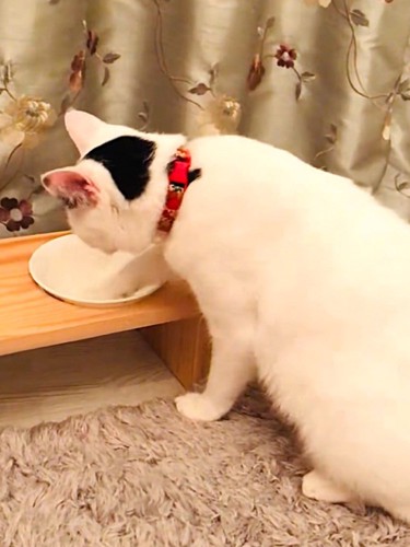 右手でフードボウルをちょいちょいしている子猫