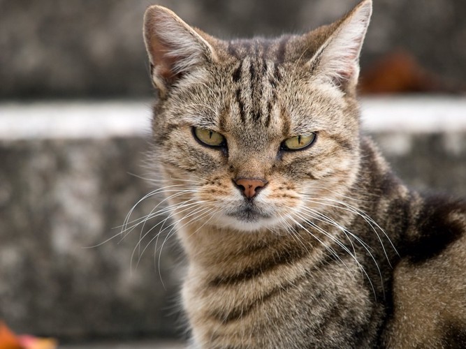 不機嫌そうな表情でこちらを見る猫