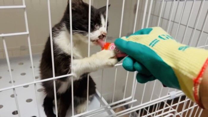 ママに猫用おやつをもらうハチワレ猫