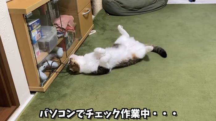 仰向けの猫