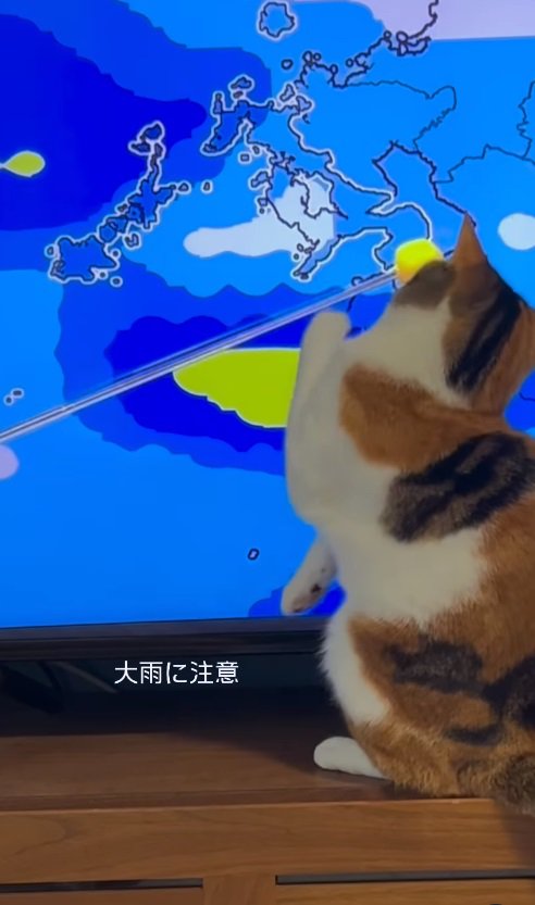 テレビに映る差し棒にじゃれる猫2