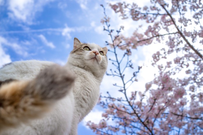 猫と天気