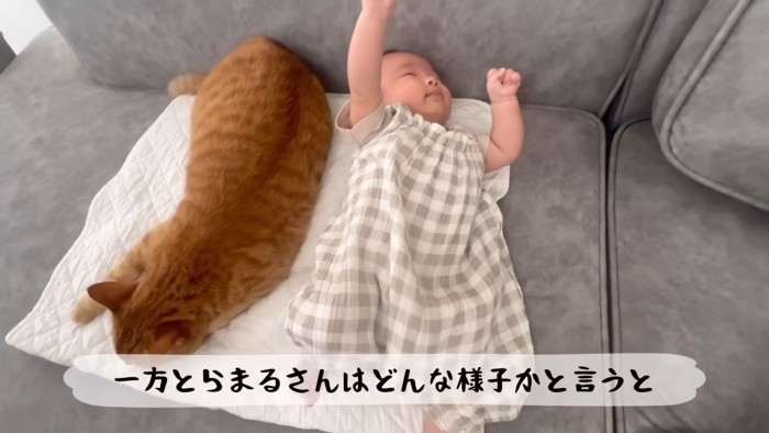 テロップ「一方とらまるさんは~」