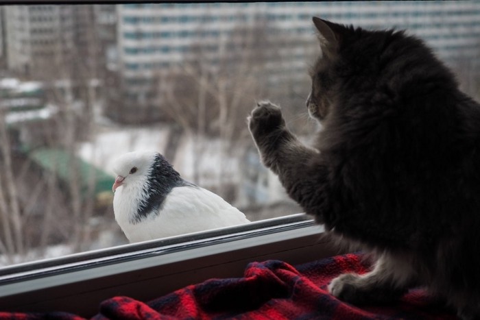 鳥を捕まえたい猫