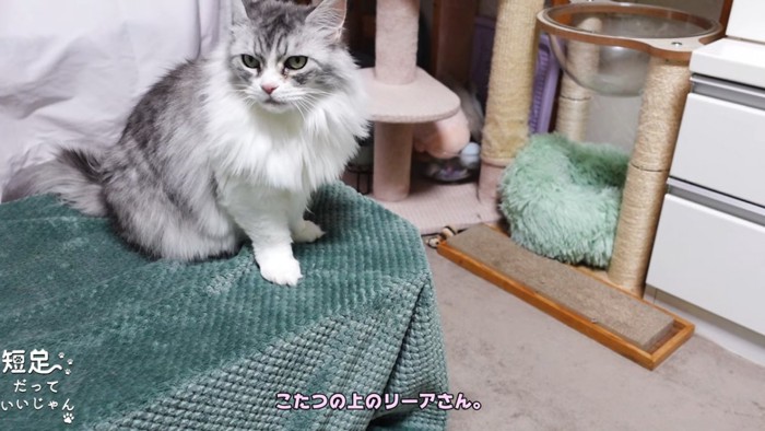 コタツの上に座る猫