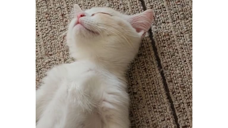寝ている子猫