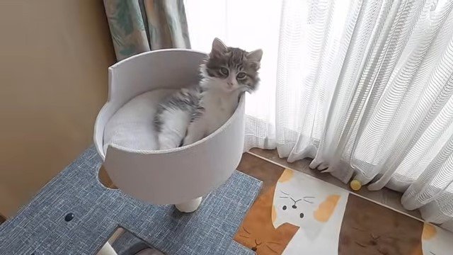 ベッドの中の子猫