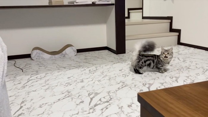呼ぶ猫