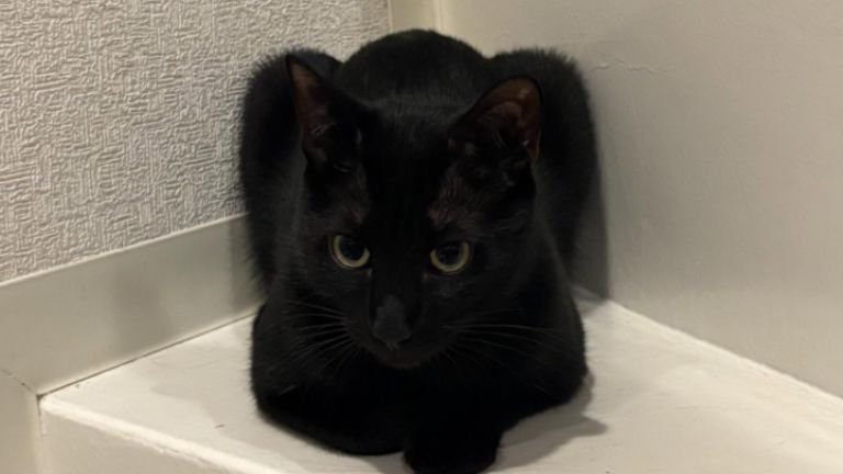 室内にいる猫