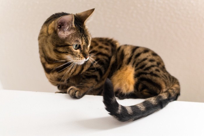 振り返るベンガル猫