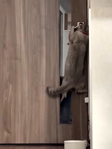 足で踏ん張ってドアノブを傾けようとする猫の姿