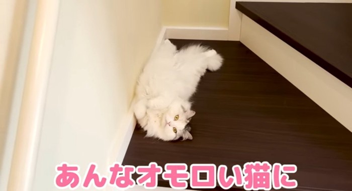 お腹を出す猫