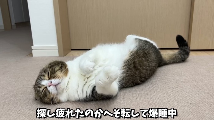 ヘソ天の猫