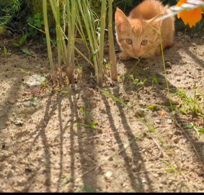 こちらを見る子猫