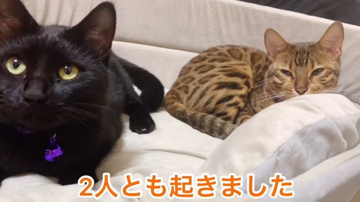 起きた2匹の猫