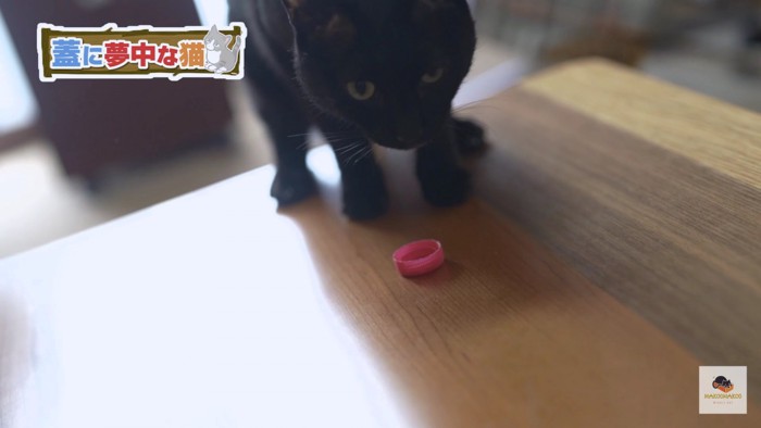 蓋と黒猫