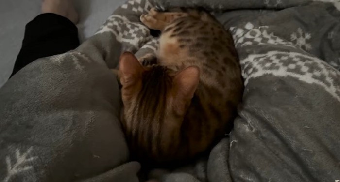 布団の上で眠る猫