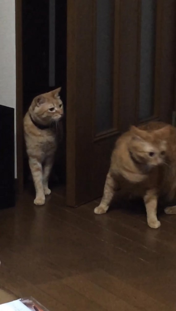 振り向く猫