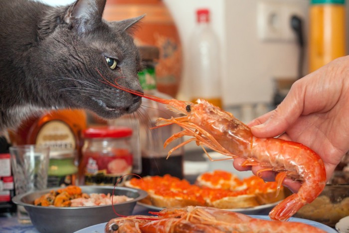 エビと猫