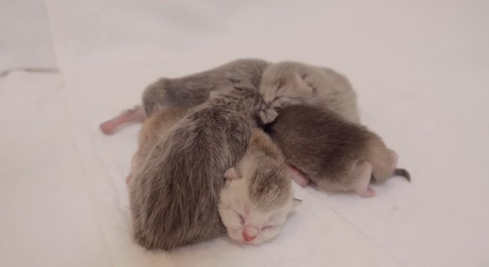 くっついて眠る子猫