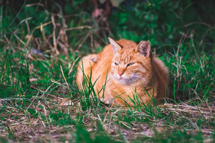 外にいる猫