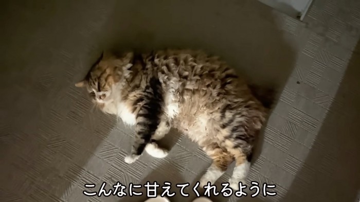 横になる猫