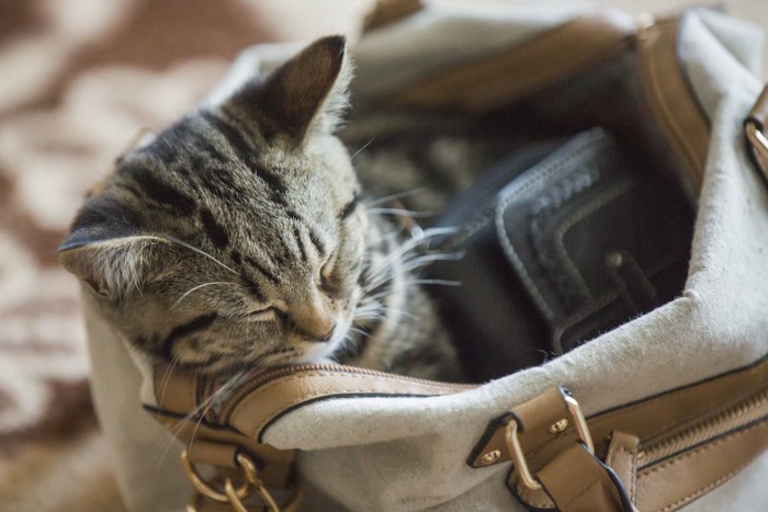 飼い主のカバンの中で眠る猫