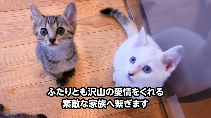 見上げる2匹の猫