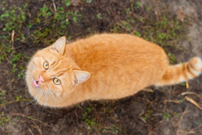 見上げる猫