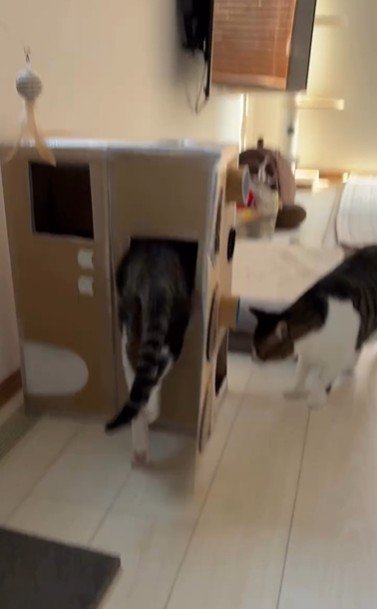 段ボールハウスの中に入ろうとしている猫とそれを見ている猫
