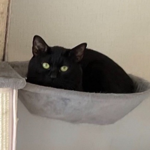 キャットタワーの布ベッドの上に座る黒猫