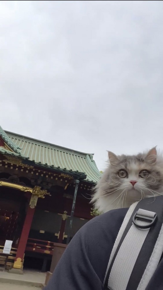 リュックに入っている猫