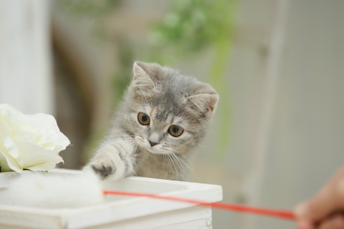 おもちゃで遊ぶ子猫の写真