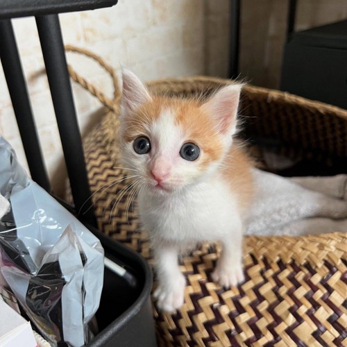 カゴから出てくる子猫