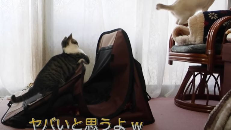 ペットハウスで遊ぶ猫たち