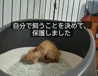 猫砂の上で力なく横たわる猫