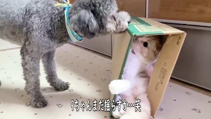 まだ揺らすか…