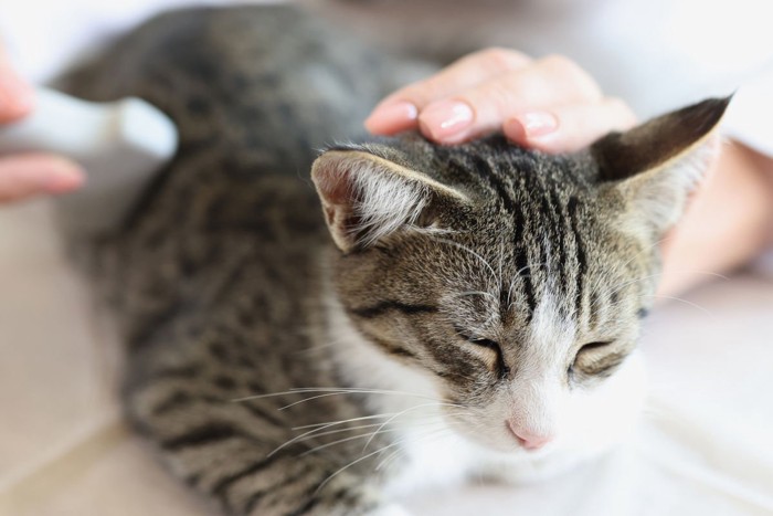 .動物病院で検査を受ける猫