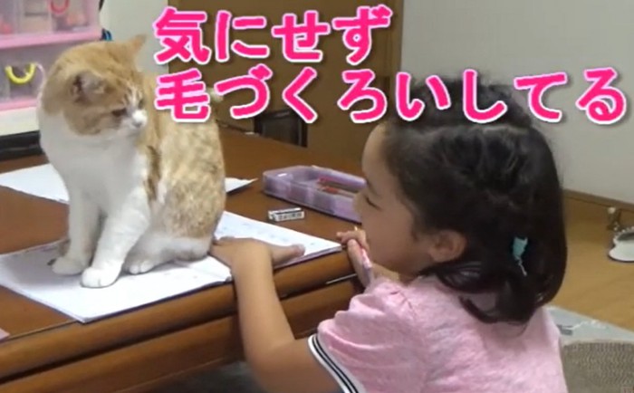 顔を見合わせる子供と猫（気にせずけづくろいしてる）