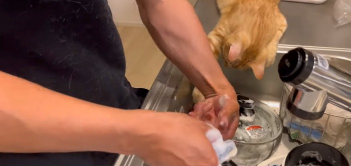 鍋に手を伸ばす猫