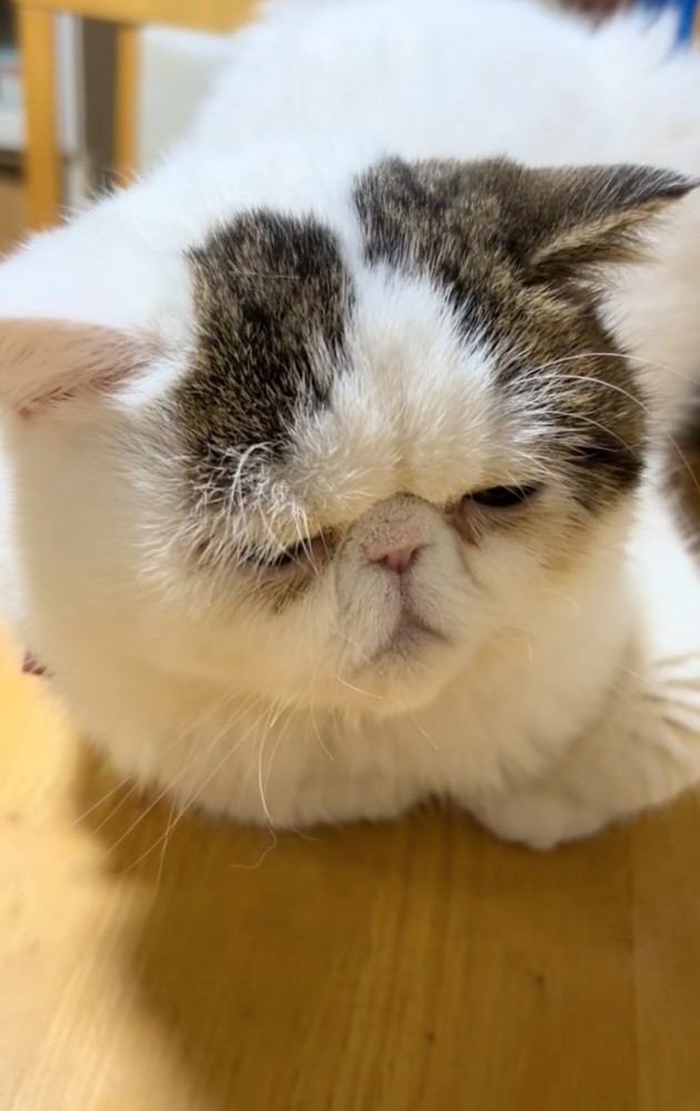 香箱座りの猫
