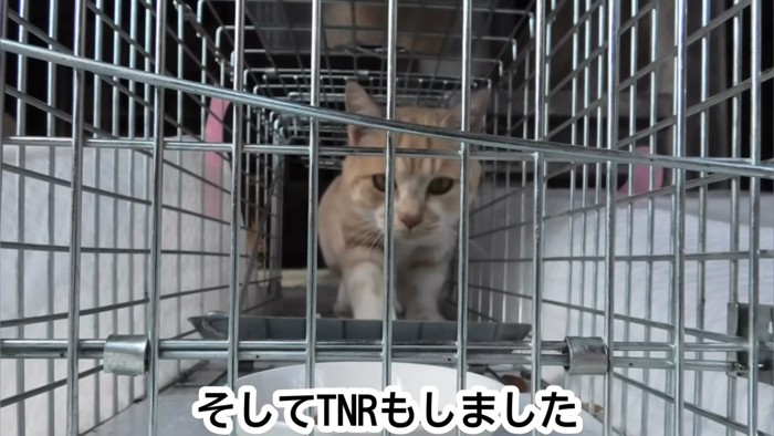 捕獲器に入る猫