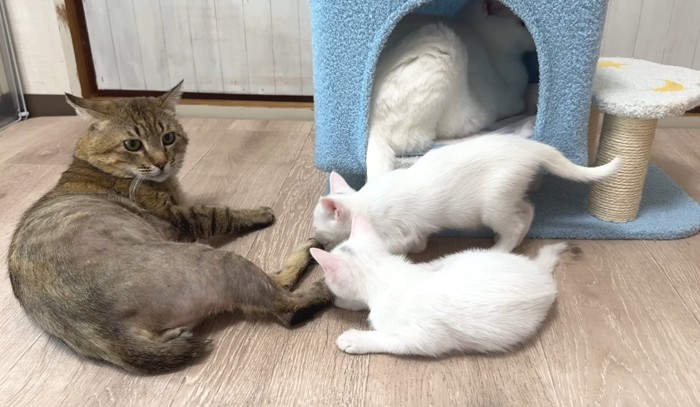 くつろぐ成猫2匹と子猫2匹